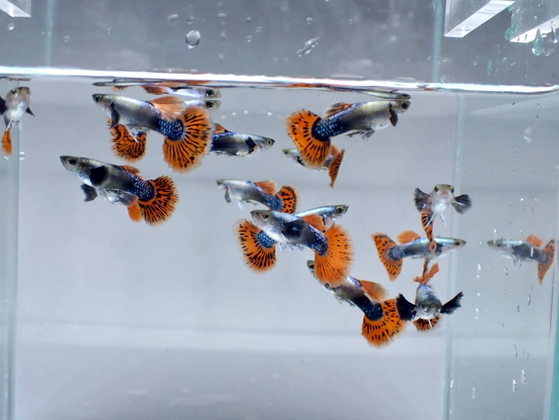 孔雀魚打氣
