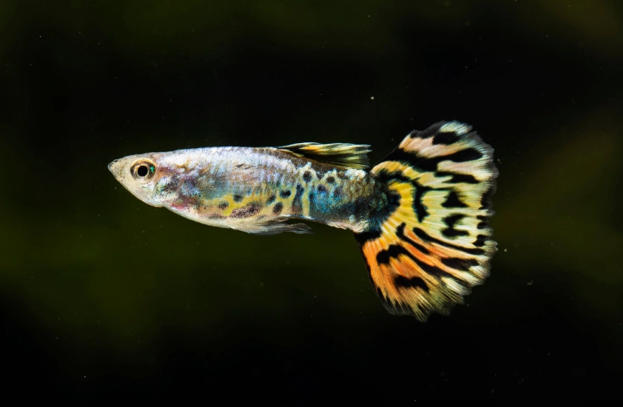 孔雀魚懷孕生產 孔雀魚懷孕生產