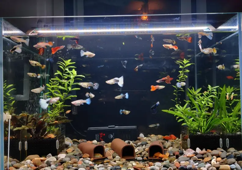 耐命魚種