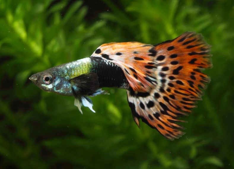 養孔雀魚設備