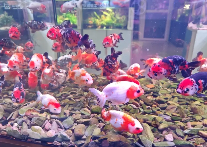 耐命魚種