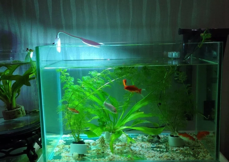 耐低氧觀賞魚 耐低氧觀賞魚