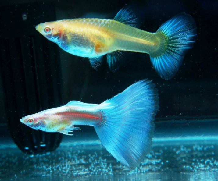 養孔雀魚需要打氣嗎