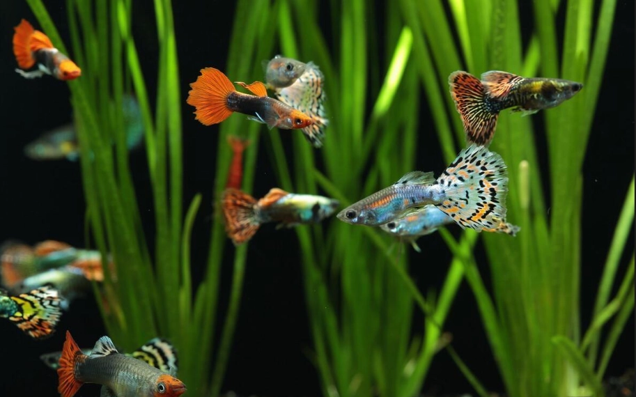 孔雀魚疾病