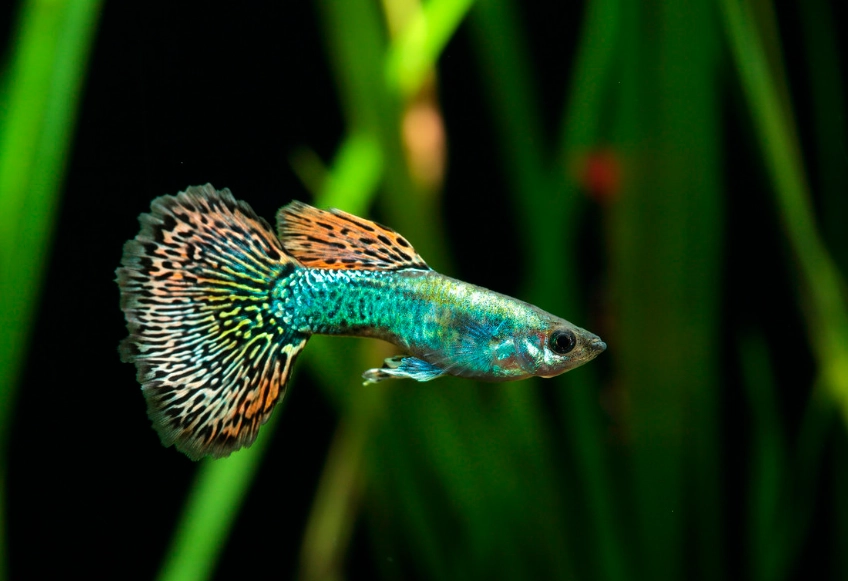 孔雀魚飼養