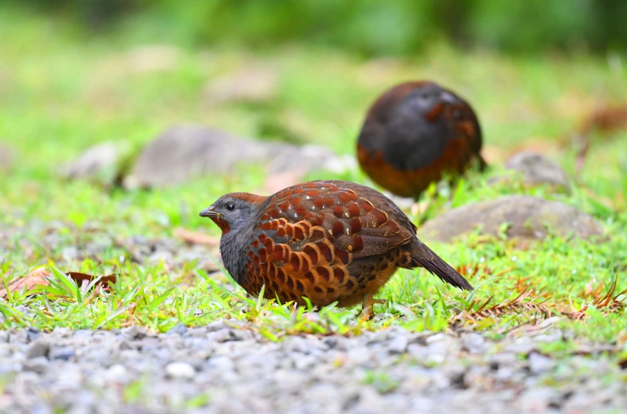 夜間鳥叫聲 夜間鳥叫聲
