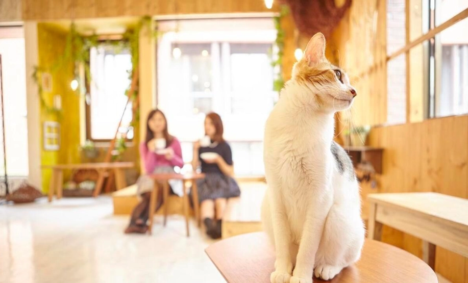 香茅猫爪咖啡