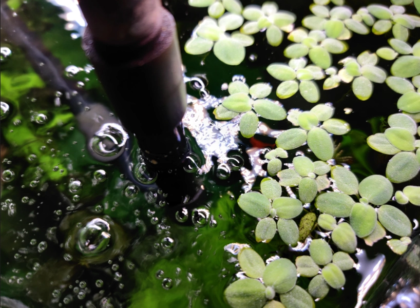 水族箱泡泡處理