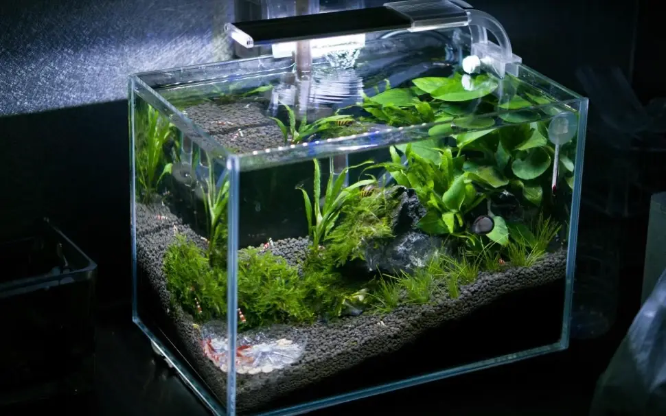 礦泉水養魚風險