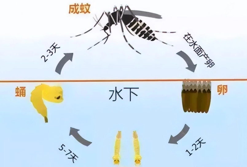 防蚊精油 防蚊精油