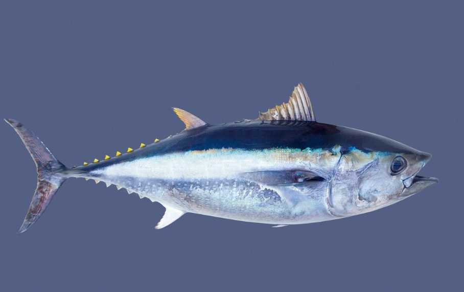 鮪魚種類 鮪魚種類