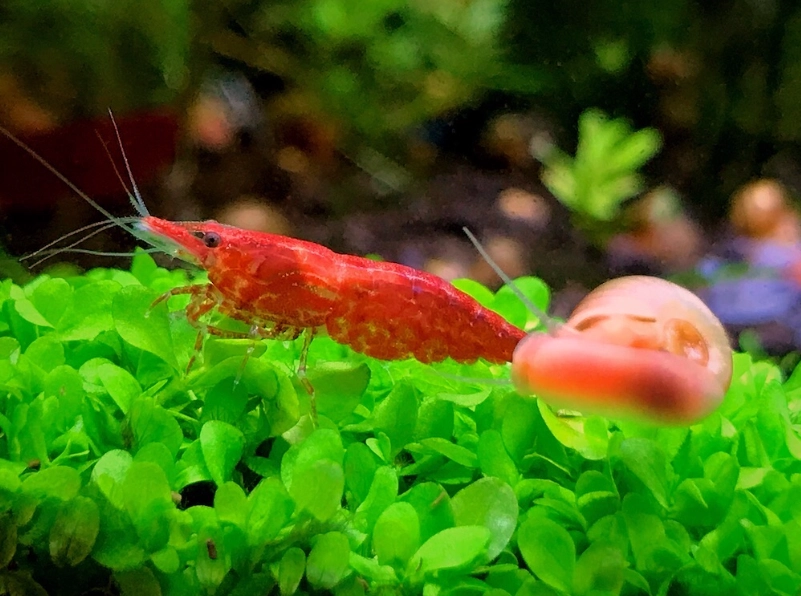 極火蝦飼料 極火蝦飼料