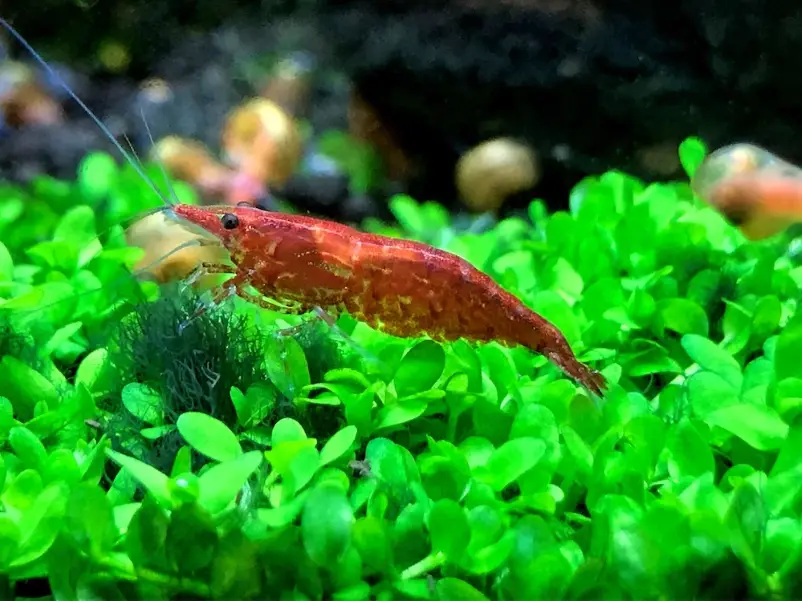 極火蝦飼養 極火蝦飼養
