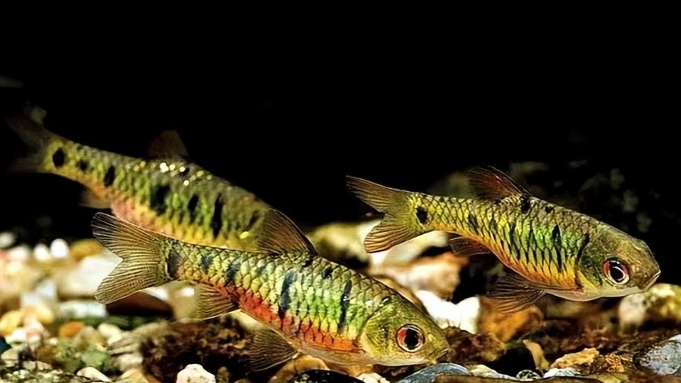 觀賞魚飼養 觀賞魚飼養
