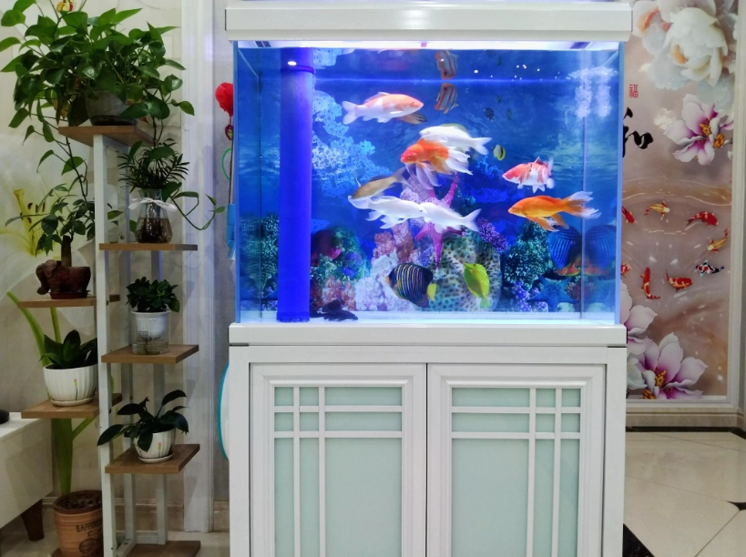 新手養魚