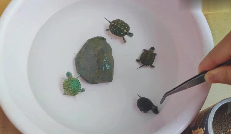 烏龜飼養注意事項