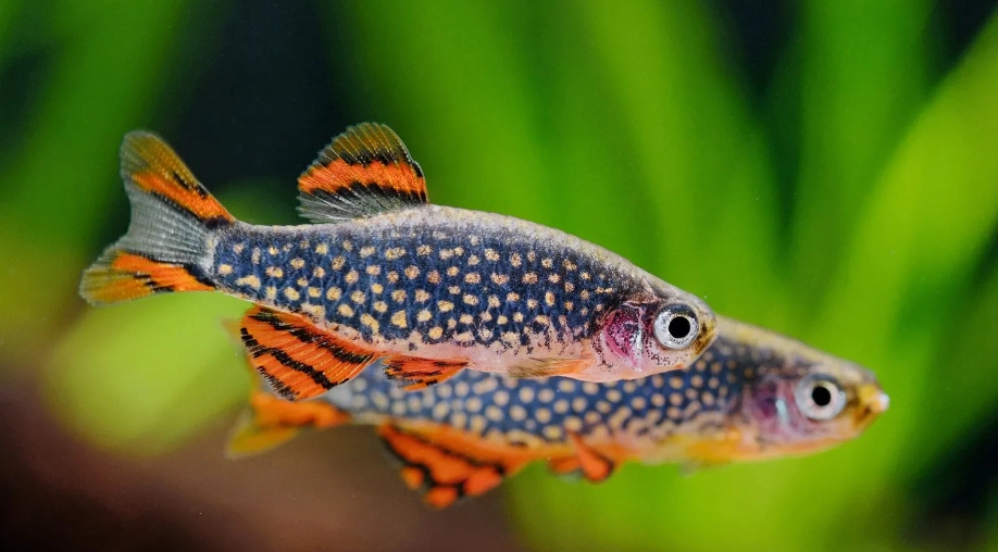低氧魚種 低氧魚種
