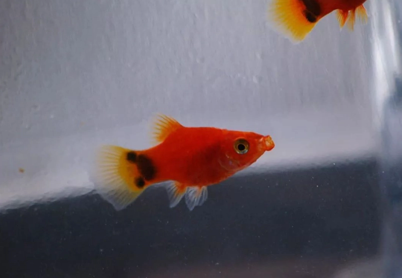 米奇魚小魚照顧