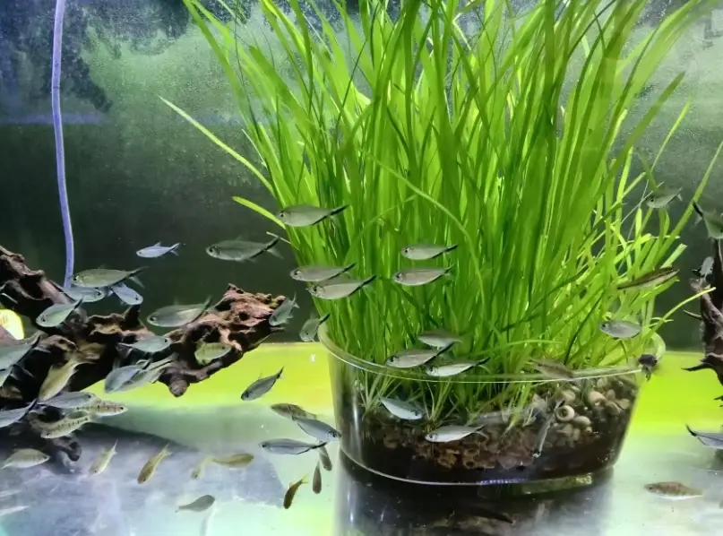 耐命觀賞魚