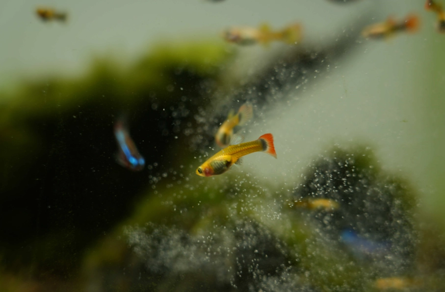 孔雀魚生小魚前兆 孔雀魚生小魚前兆
