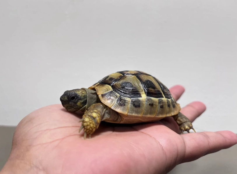 寵物龜飼養
