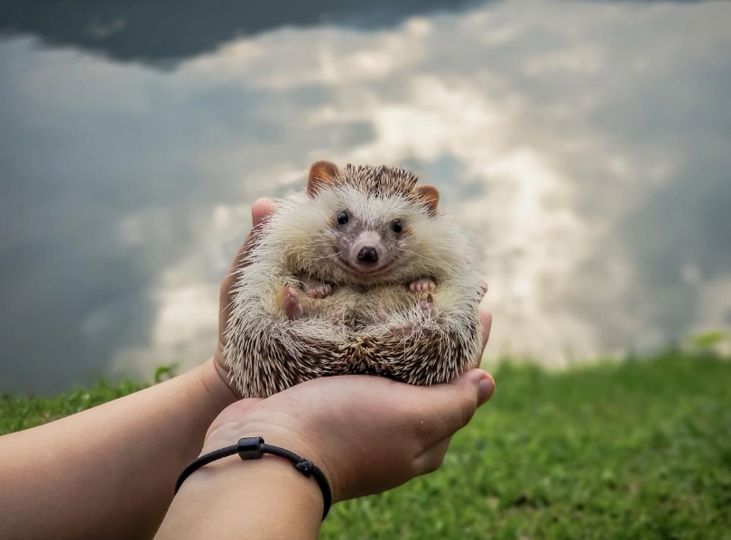 刺蝟飼養