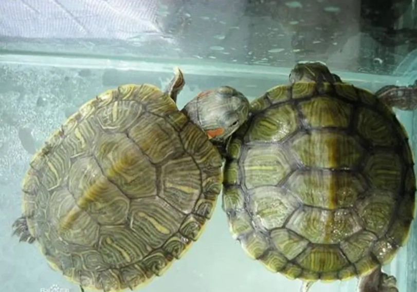 寵物龜飼養 寵物龜飼養