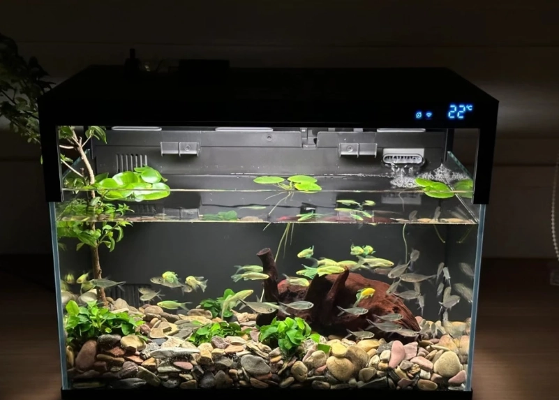 魚缸硝化菌添加