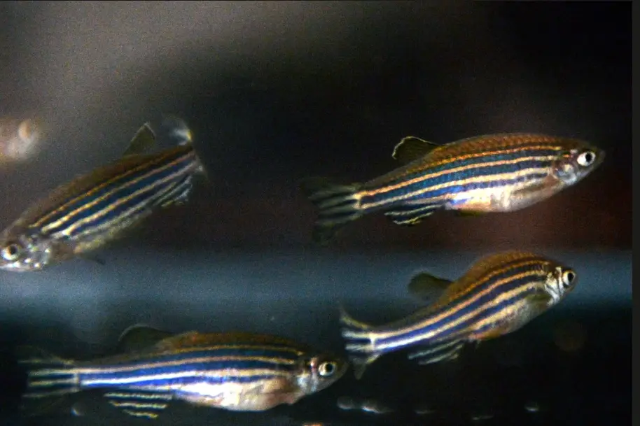 斑馬魚能活多久