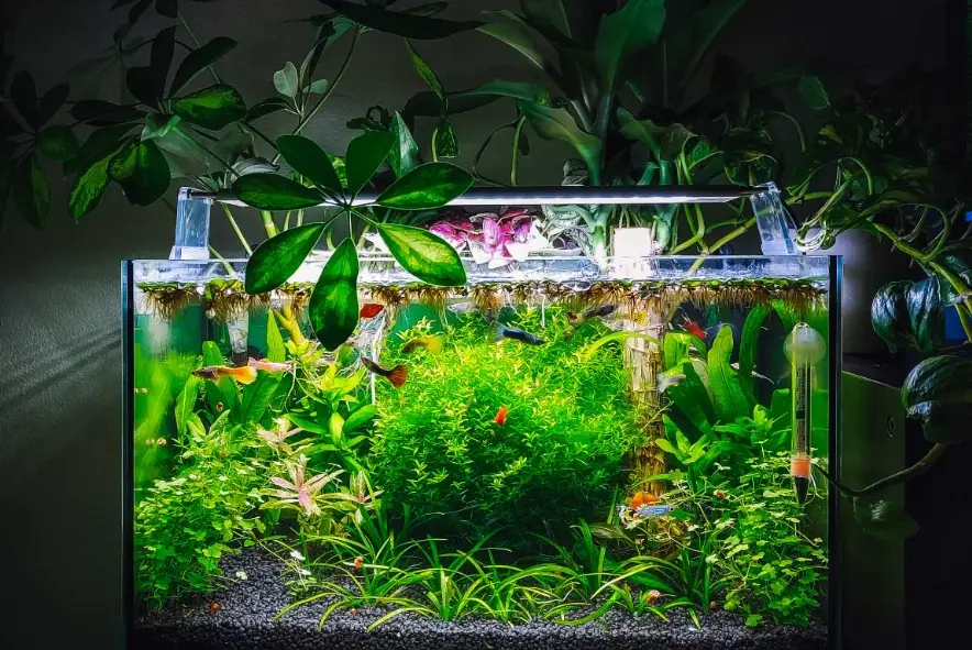 礦泉水養魚可行嗎