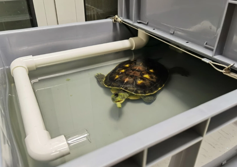 養烏龜風水