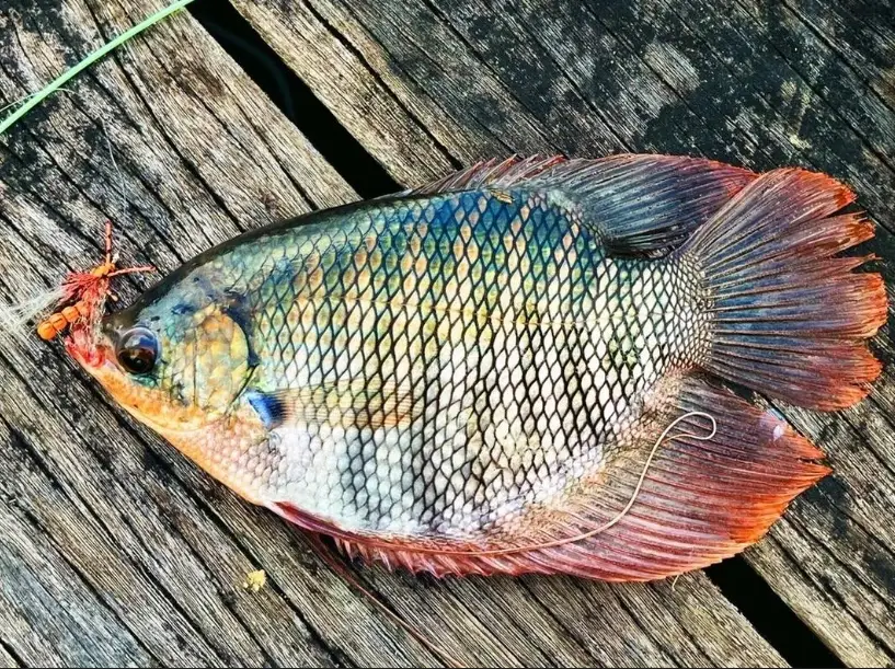養魚數量風水