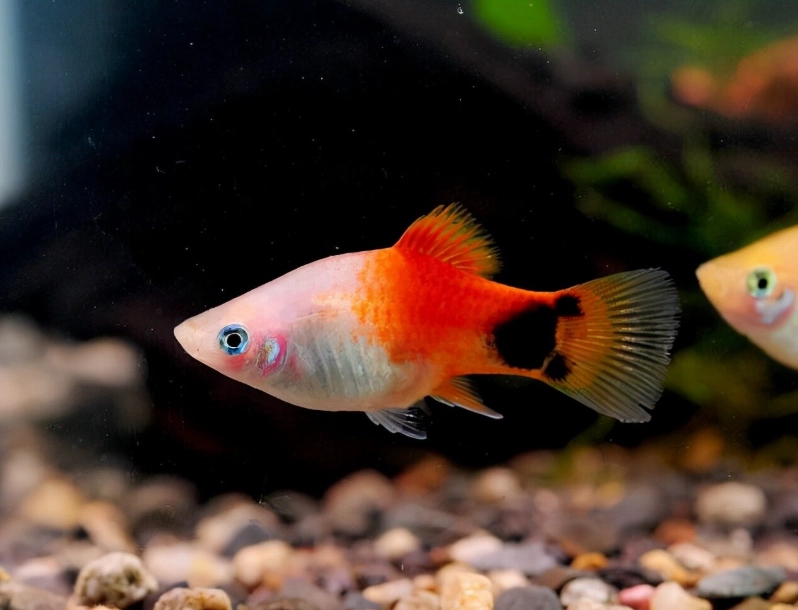 米奇魚生產