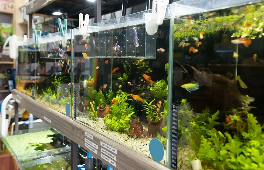 魚缸邊緣氣泡