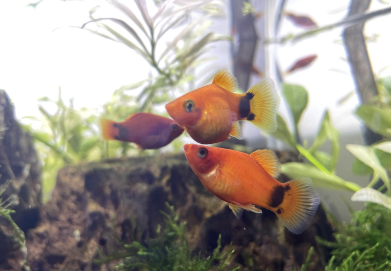 米奇魚生產