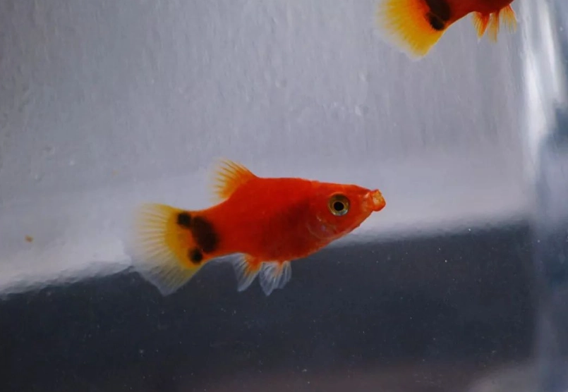 米奇魚繁殖 米奇魚繁殖