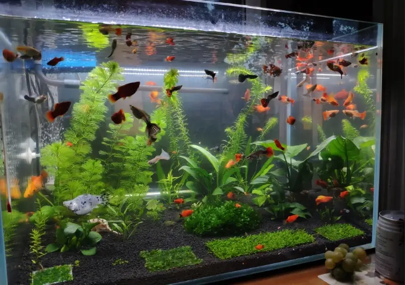 魚缸養水 魚缸養水