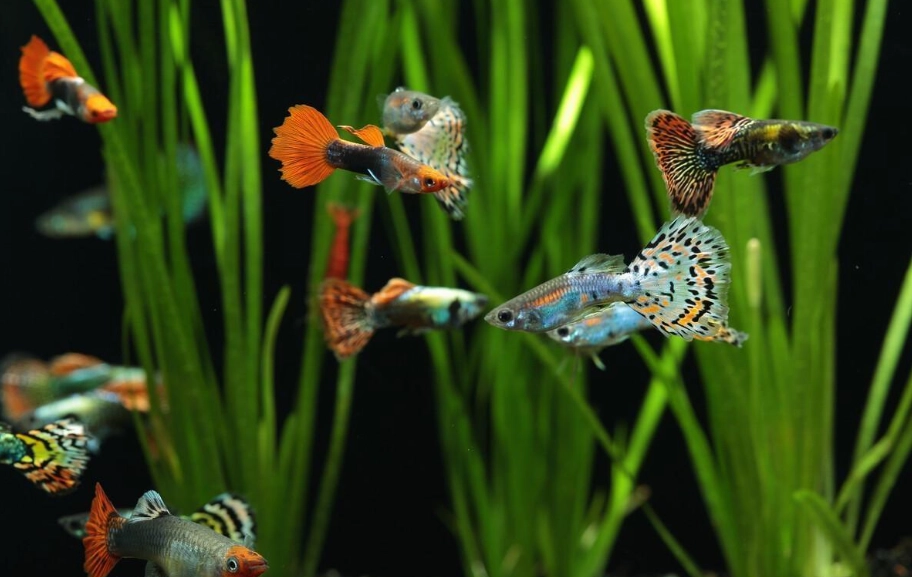 孔雀魚生小魚前兆 孔雀魚生小魚前兆