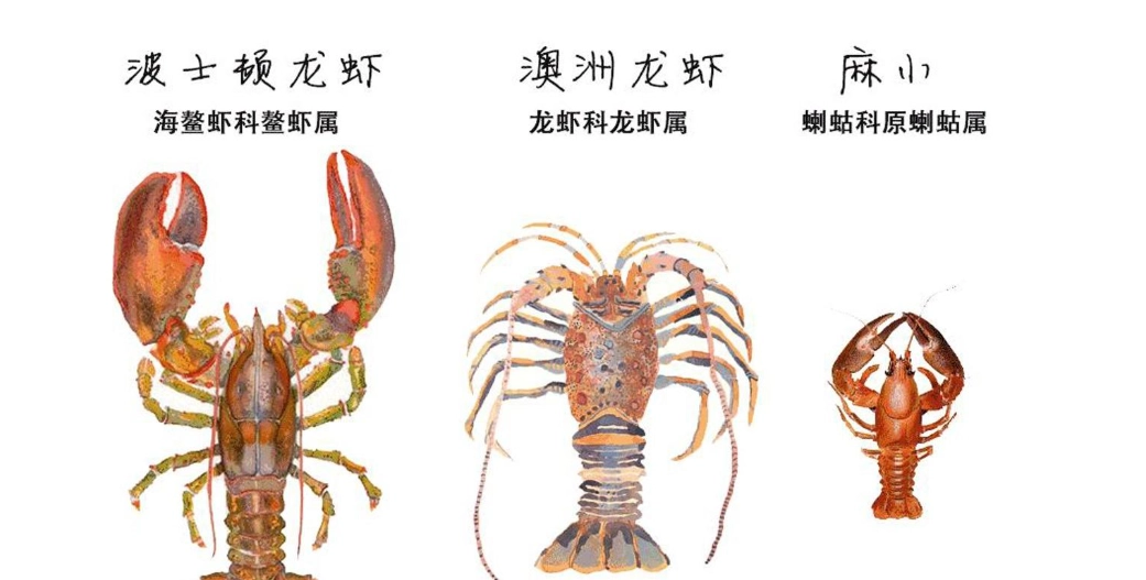 白蝦