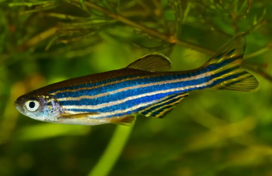 斑馬魚飼養