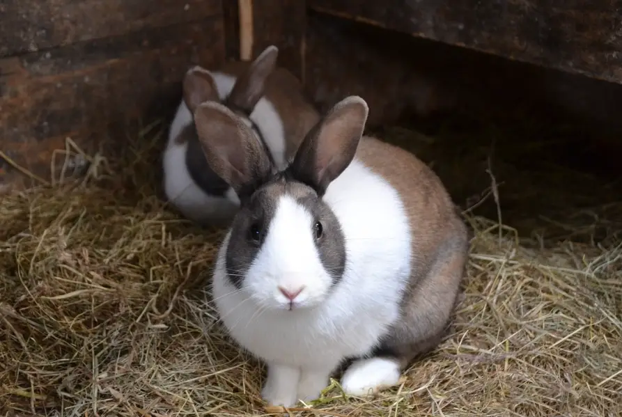 道奇兔飼養