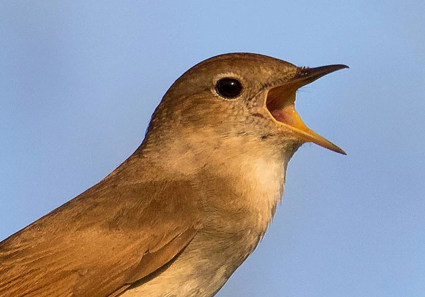 夜間鳥叫聲 夜間鳥叫聲