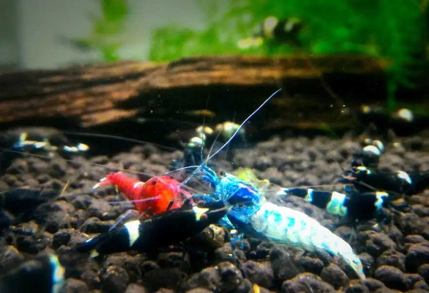 水族混養技巧