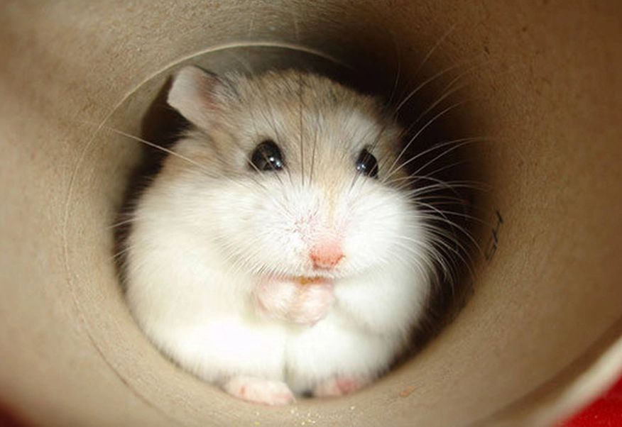 寵物鼠飼養 寵物鼠飼養