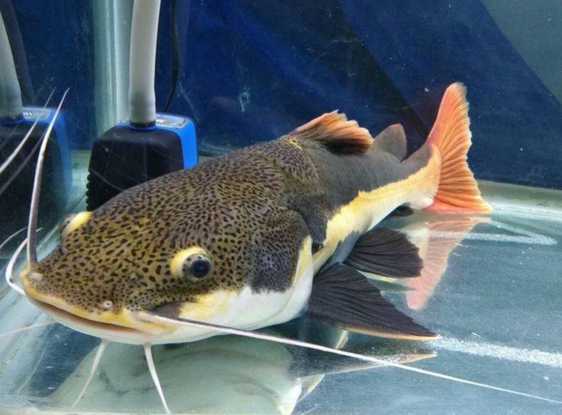 小型風水魚 小型風水魚