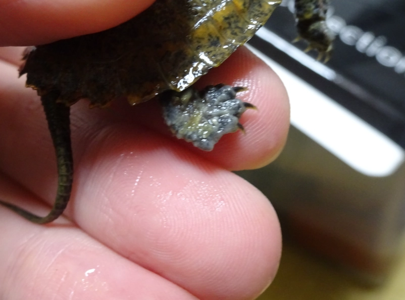 魚缸換水方法