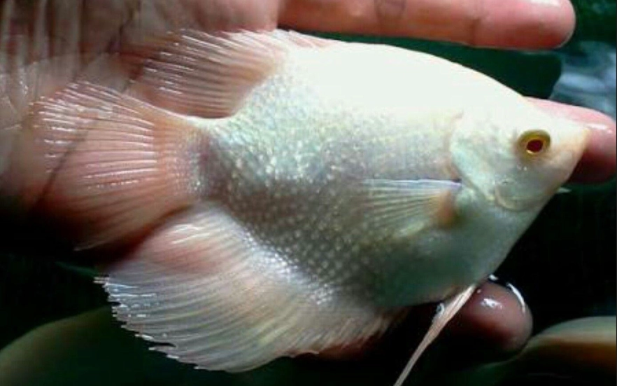 風水魚推薦 風水魚推薦