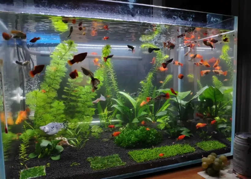 魚缸淡水魚