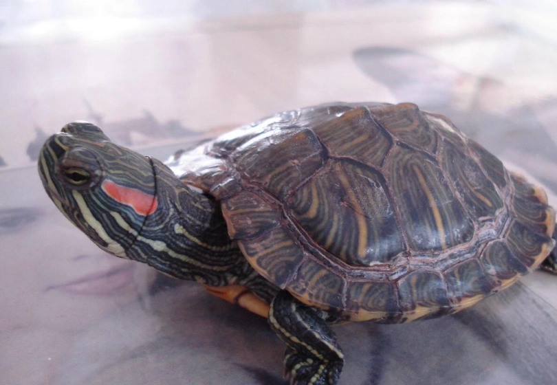 巴西龜飼養成本 巴西龜飼養成本