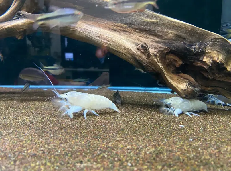 觀賞蝦養殖